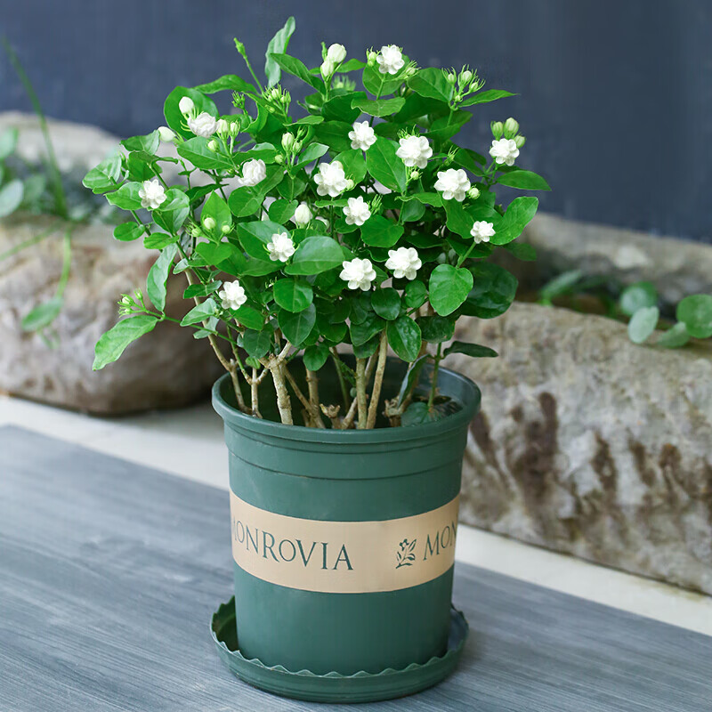 重瓣茉莉花盆栽花苗室内花卉观花植物四季好养带花苞开花不断绿植 主