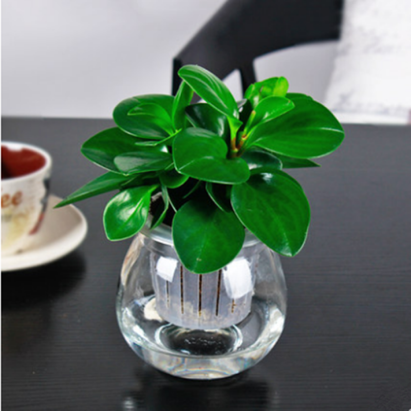 瑰季 豆瓣绿 豆瓣绿花青叶碧玉室内盆栽水培观叶绿植植物z1 豆瓣绿2盆