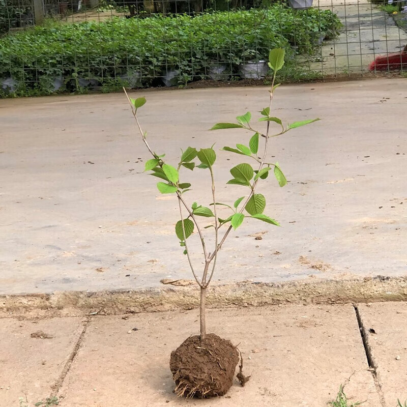 曼杉園木繡球樹苗 大花斗球 中華大花斗球大花小花白麻球 叢生白麻球40-60cm高