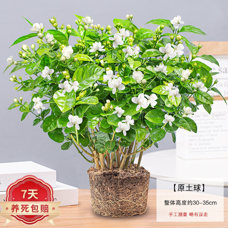 四季好养带花苞开花不断绿植双色茉莉 6年茉莉10-15棵 原土球(不含盆