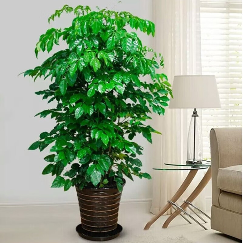 倾颜幸福树富贵树 绿色植物办公室绿植花卉室内植物大小盆栽盆景 不含