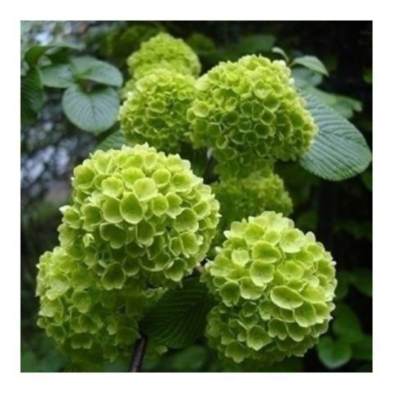 夏阳台植物室内花卉四季大八仙花老桩 绿宝石18年老桩【开花爆满】