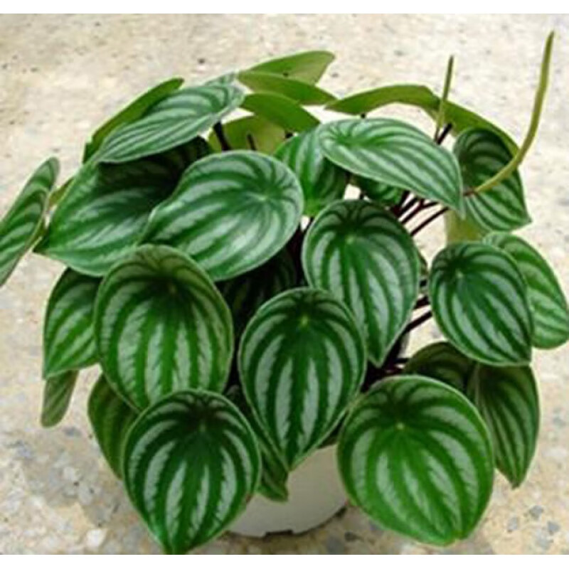 mojy西瓜皮盆栽西瓜皮椒草绿植桌面盆室内美观无现货需订