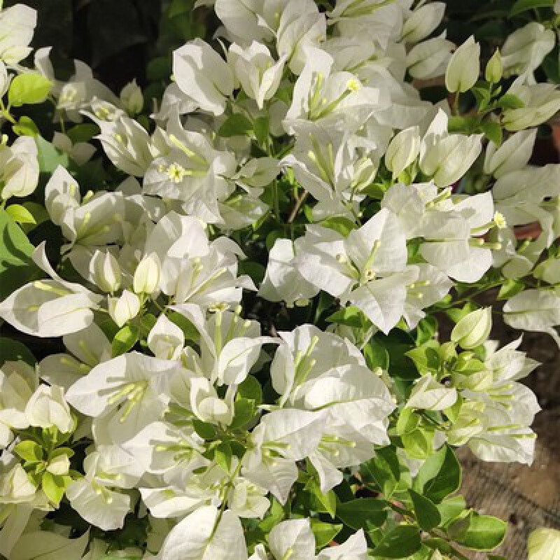 白雪公主五年苗 不含盆