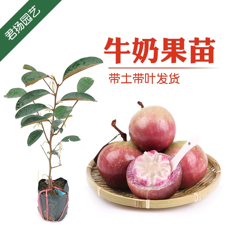 水果季上市 牛奶果苗青皮牛奶果星苹果热带水果苗金星果嫁接牛奶果树