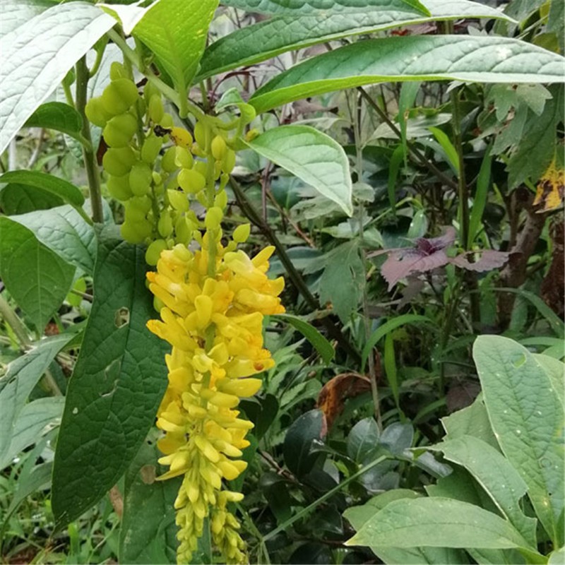 山头林村黄花倒水莲种苗 观音串 黄花远志小苗 裸根不带土 20公分以下