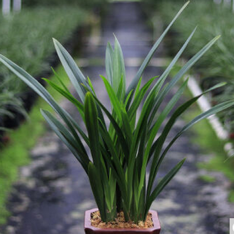 墨兰企黑名贵兰花苗浓香带花苞原盆原土发货好养活盆栽 企黑墨兰3-4