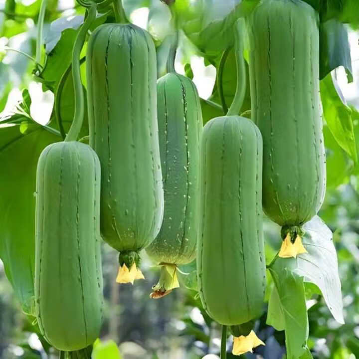 大肉丝瓜种子爬藤肉丝瓜种子春夏秋阳台盆栽易种农家蔬菜种子大全 肉