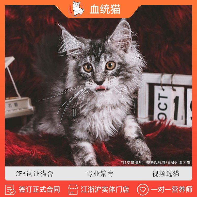 喵昔【签订正规合同】缅因猫纯种幼猫银虎斑棕虎斑库恩猫霸气宠物猫