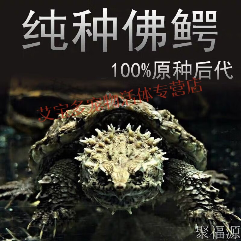欧园侠佛鳄纯佛爆刺王原种纯佛鳄杂佛鳄苗宠物小鳄佛罗里达乌龟活物