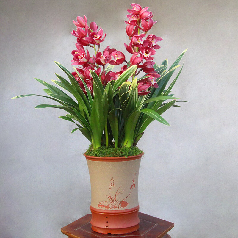 clcey(带花苞)黄金中国龙兰花盆栽蕙兰年宵红花四季兰室内阳台植物