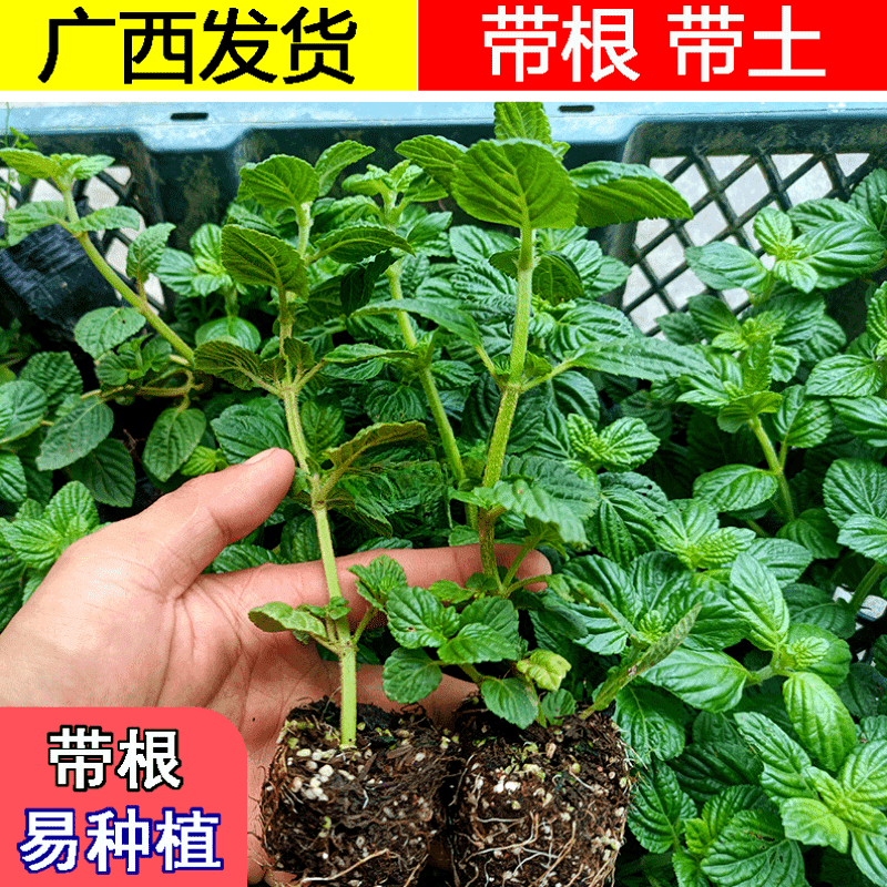 广西新鲜凉粉草苗带泥四季可种烧仙草种球苗特产仙人草苗小苗带根