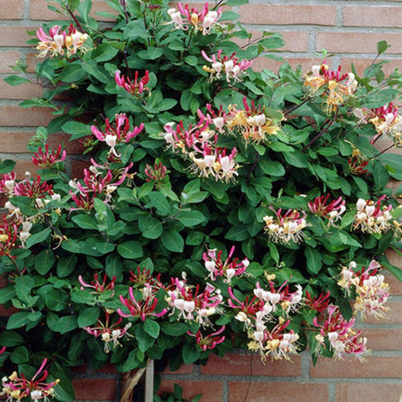 凝慧金银花苗金银花树苗庭院阳台爬藤植物藤蔓花卉鸳鸯藤当年开花