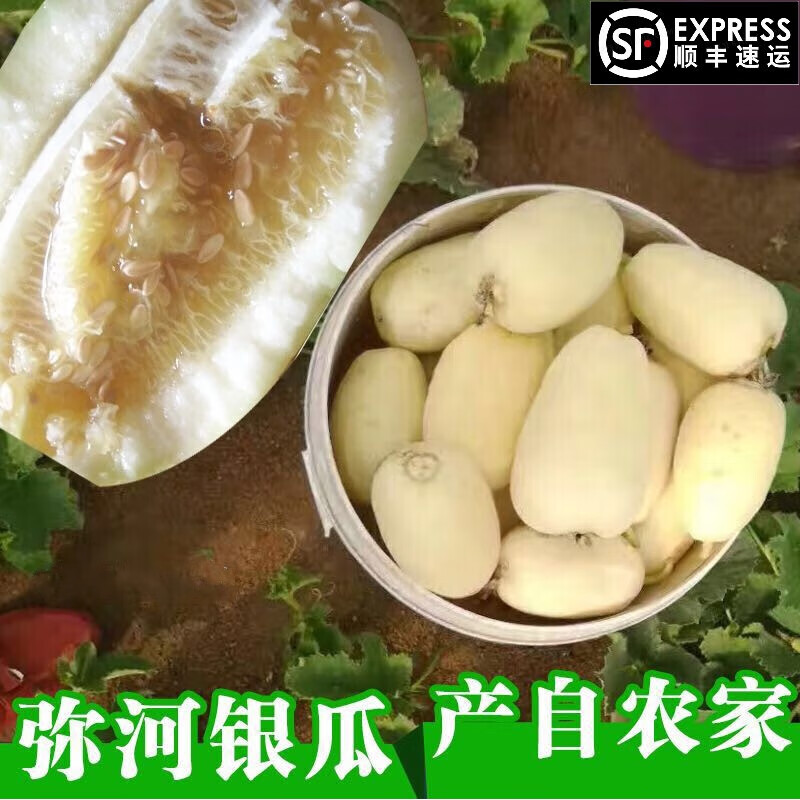 玫栀青州银瓜弥河银瓜5斤礼盒甜瓜香瓜大关营火银瓜自家种植顺丰 5斤