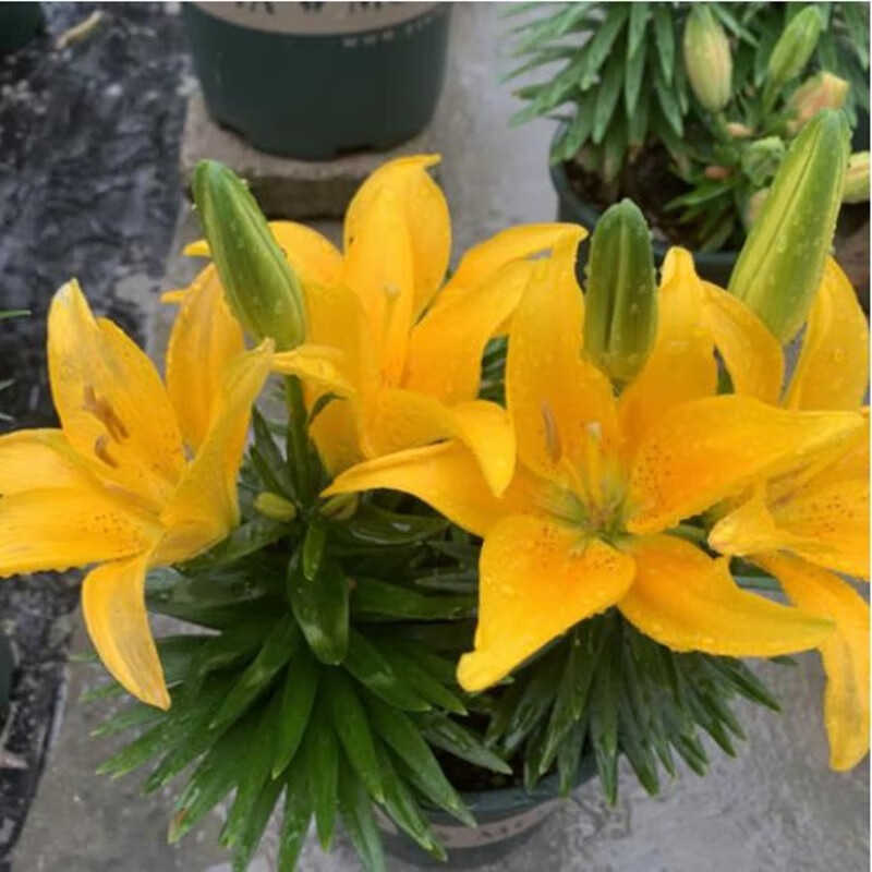 百合花球盆栽带芽发货 四季开花好养活室内花卉 黄色种球1个【多花苞