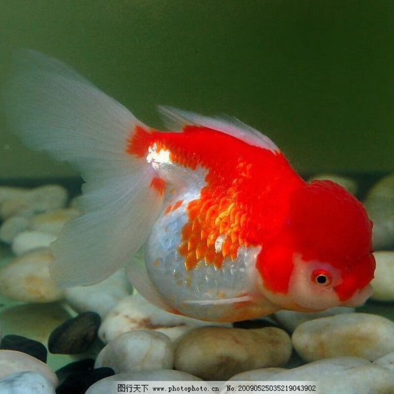 鱼活体小金鱼冷水鱼金鱼苗活体淡水国粹金鱼宠物鱼 红白狮4-6cm3条