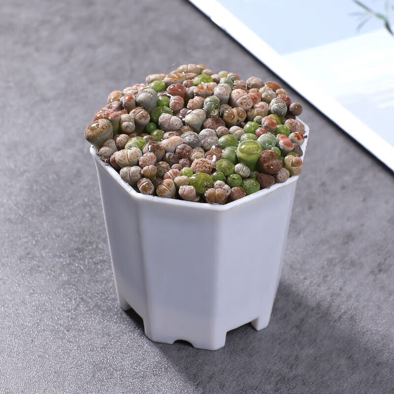 多肉植物生石花组合拼盘新手套装屁股花pp花石头花八角盆栽石生花