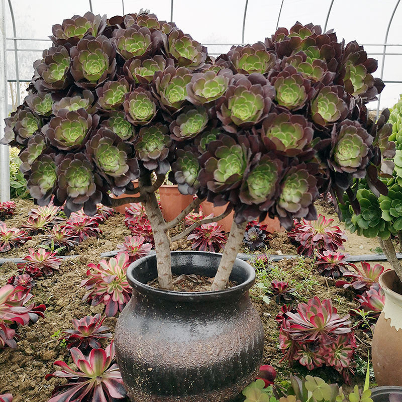 荷兰玫瑰红覆轮大颗肉肉铜壶美杜莎法师缀化多肉老桩造型花卉盆栽 黑