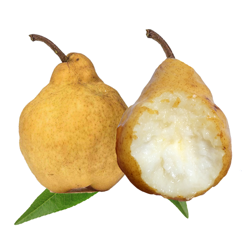 【顺丰】山东烟台中华丑梨大果软梨子 核小甜糯多汁 5斤小果14-15个