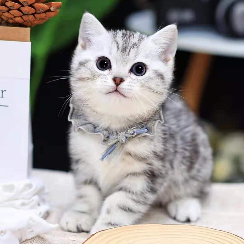 double yellow美短猫虎斑纯种美国短毛猫咪活体宠物幼崽幼猫家矮脚加