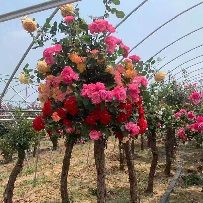 树状月季树桩树形月季树型嫁接月季大花月季欧月月季苗月季树 三色 1