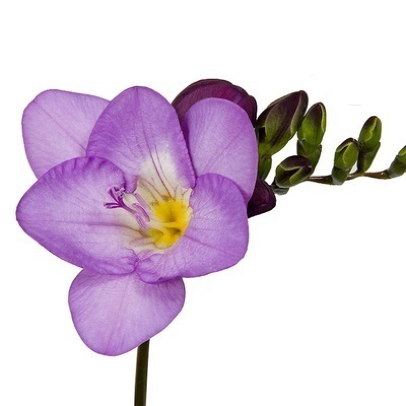 开花易活植物香雪兰种球小苍兰盆栽室内外花卉好养活 a1紫色5个球 肥