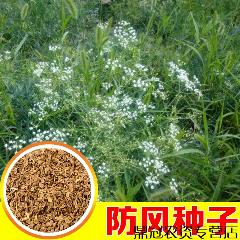 防风种子防风籽中药材种籽四季种植阳台盆栽黄芪当归桔梗种子 防风
