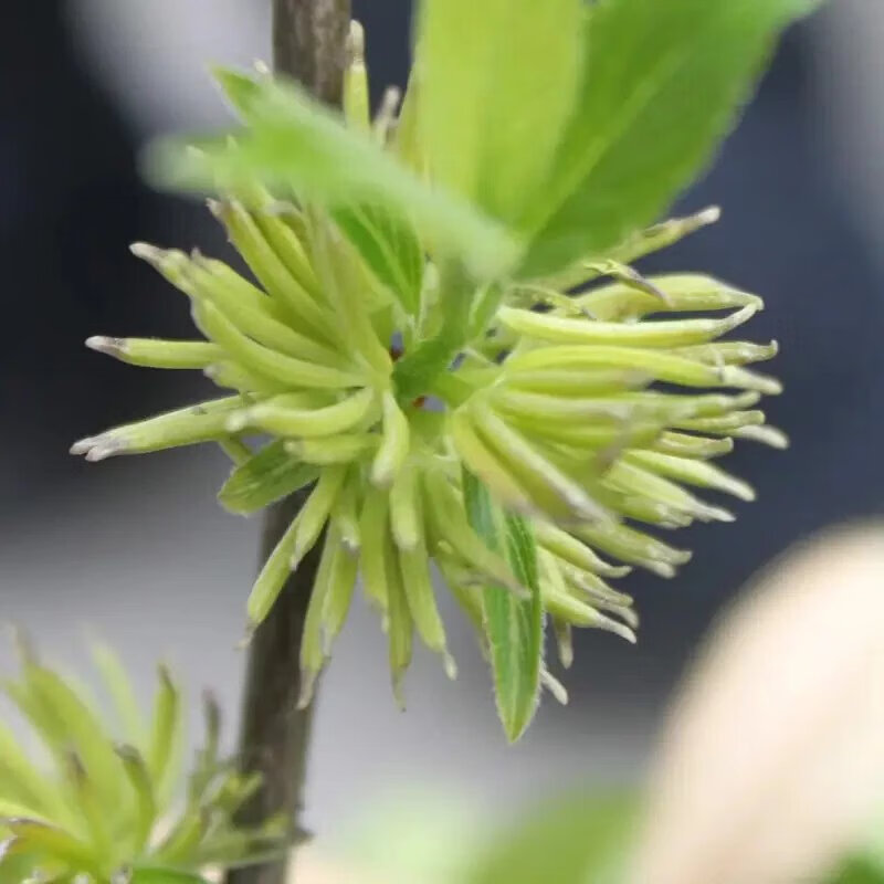 萃隐 张家界荒野杜仲雄杜仲雄花茶杜仲茶男性250g 5 张家界野生杜仲雄