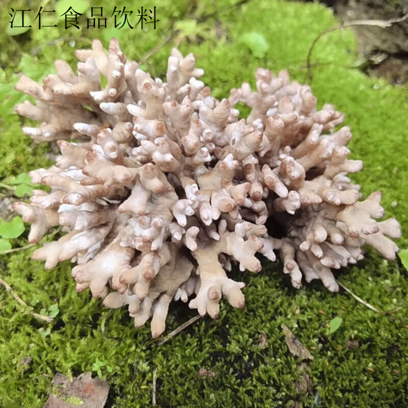 盘中玉【源头直发】龙爪菇武夷山猫爪菇新鲜时令菌子菌菇特产自产自销