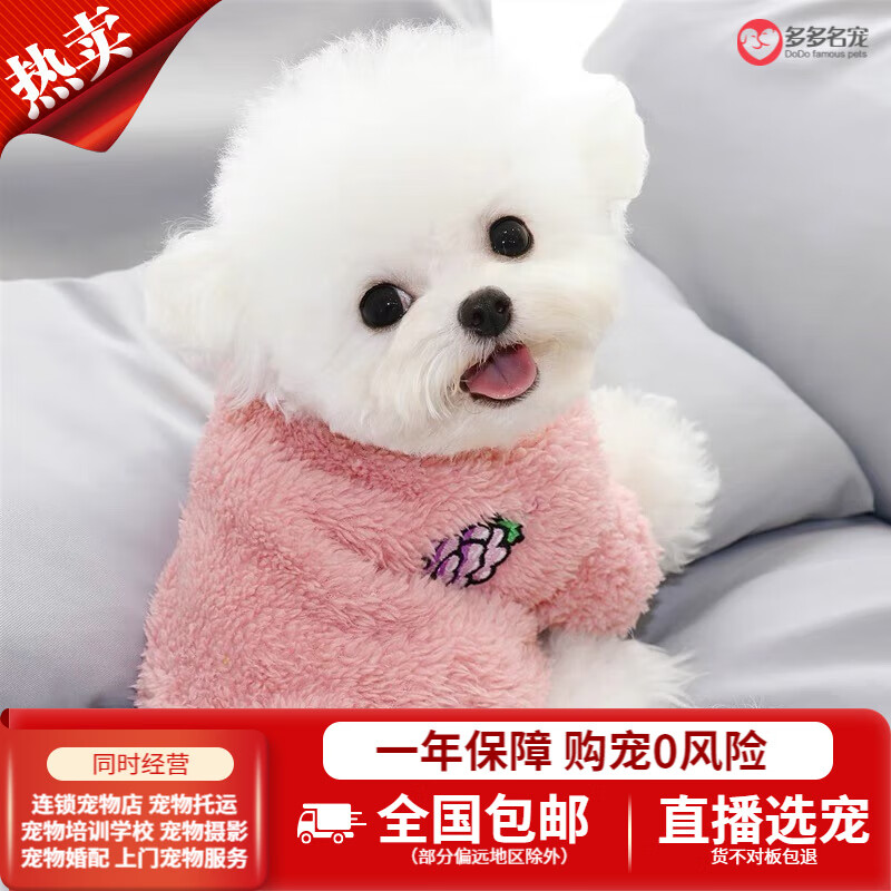 名宠泰迪幼犬幼崽泰迪活体纯种宠物狗狗活体贵兵犬贵宾犬茶杯犬 白色