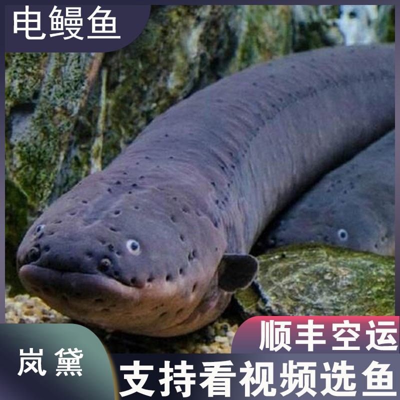 苗发电机淡水鱼家养办公水族馆鱼观赏鱼活体-岚黛 美洲电鳗30-40厘米