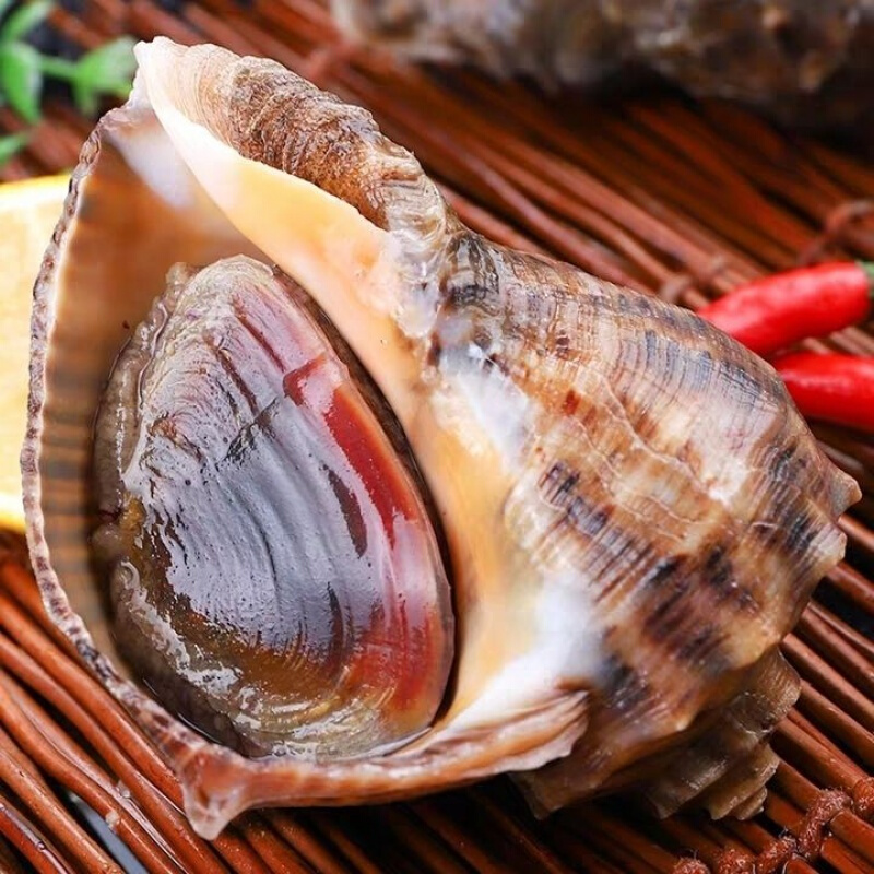 沢素湾 青岛大海螺 鲜活特大海螺 海螺肉顺丰空运 生鲜活鲜海鲜水产