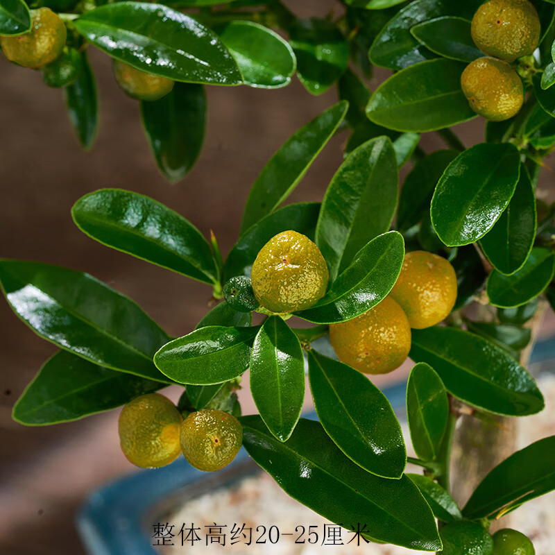 墨薰槿金豆盆景小金桔树苗室内盆栽阳台绿植客厅办公室桌面植物节日