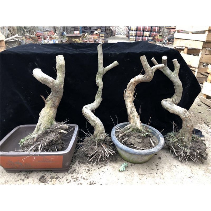 mojy石榴树桩大果甜石榴盆景阳台石榴好养树盆栽庭院果树园艺 随机单