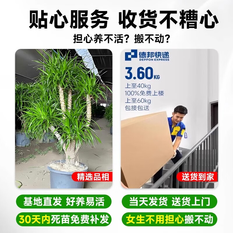 叹为观止 大型盆栽 单杆辫子发财树天堂鸟绿萝散尾葵办公室内开业乔迁礼品 多头龙血树1.3-1.5米【圆柱盆】 含盆