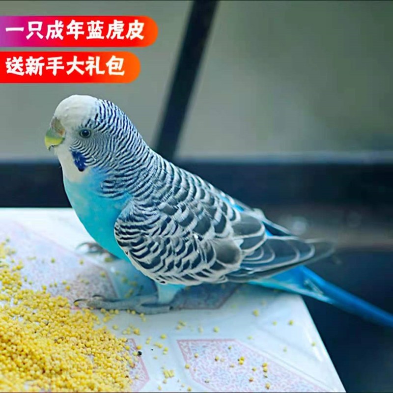 成年虎皮鹦鹉活体鸟宠物鹦鹉虎皮小型鹦鹉活物鸟成年可繁殖学舌鸟说话