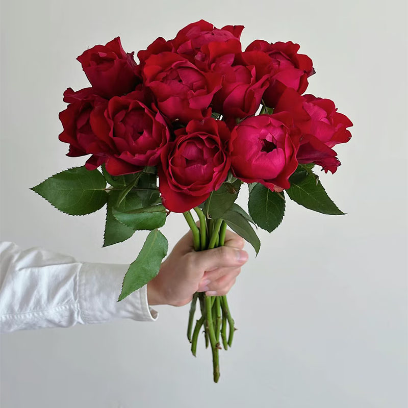 春天里肯尼亚进口玫瑰peony red芍药红12支装 单头玫瑰 送礼鲜花