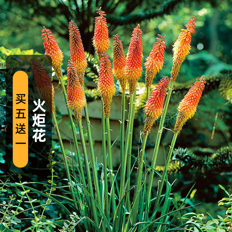 花乡邻里火炬花种红火把莲种籽多年生室内外阳台盆栽春秋播秋开花花乡