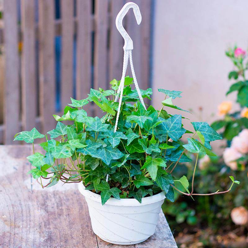 沃绣 金边常春藤绿萝盆栽吊兰植物室内阳台水培垂吊长青藤蔓四季好养