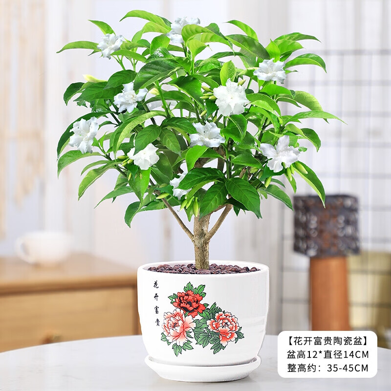 华煜丁香花树苗盆栽花卉植物庭院绿植 丁香花 花开富贵陶瓷盆 肥料