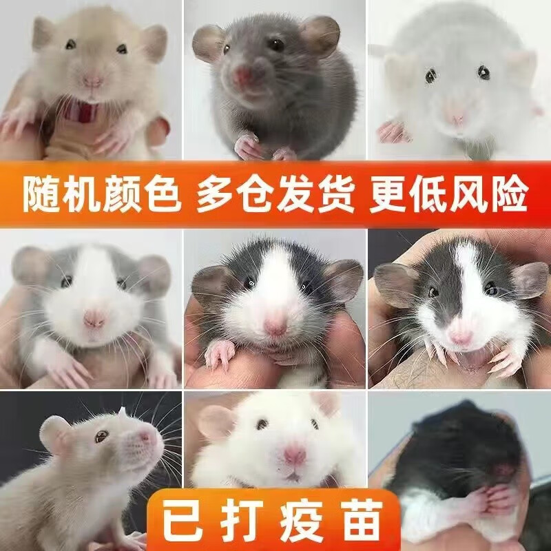 飞象耳鼠活体宠物人幼鼠暹罗幼崽哈士奇正脸家养温顺高智商 古利奇