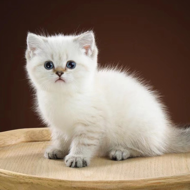 广宠 活体猫英短银渐层金渐层银点渐层金点渐层短腿猫咪活物小猫咪幼