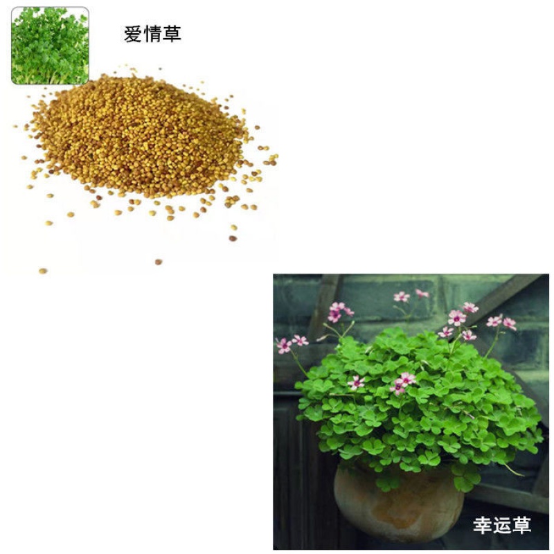 速成水草种子牛毛草大对叶小对叶爱情草鱼缸前景草草坪水族箱造景