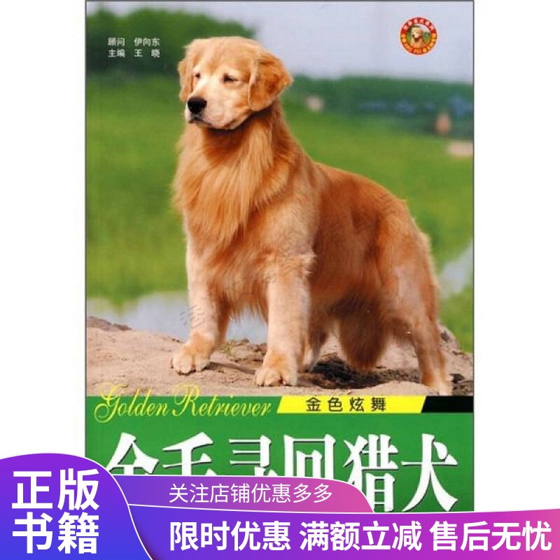 世界名犬系列:金色炫舞金毛寻回猎犬