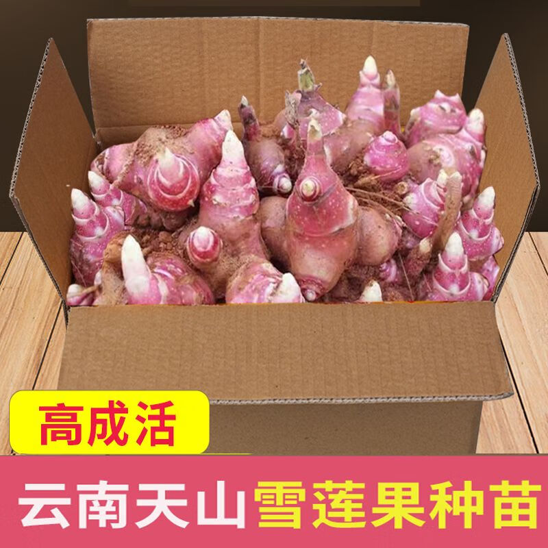 雪莲果种孑云南天山雪莲果种球现挖红心雪莲果种苗黄心雪莲果活苗 【3斤】红心雪莲果【超甜】高性价比高么？