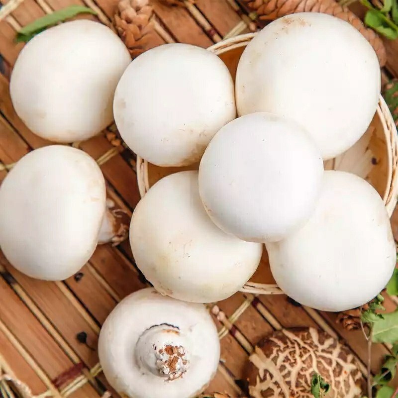 皓谦口蘑新鲜白蘑菇双孢菇网红烧烤蘑菇火锅原生态时令蔬菜 一斤装精品口蘑