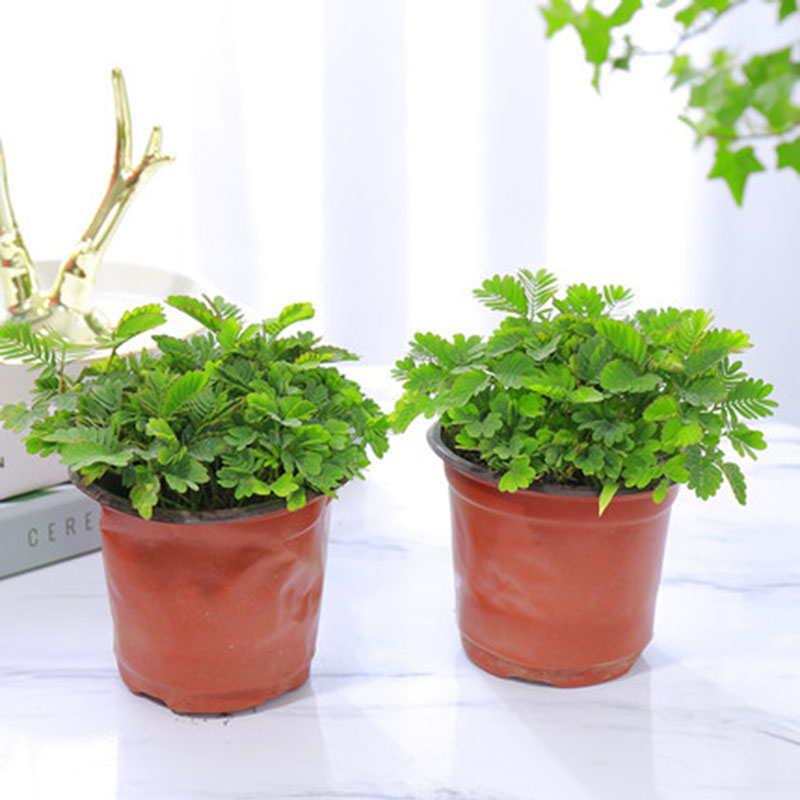 花喜鹊盆栽花卉新奇花草含羞草盆栽含羞草苗子一碰就害羞含羞草小盆栽趣味植物含羞草 原土盆 2盆 虎窝购