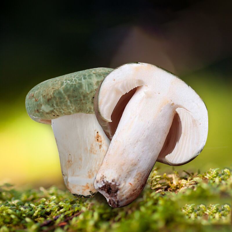 玉翔野生青头菌新鲜云南当季时令山珍菌类蘑菇食用菌煲汤火锅材料500g