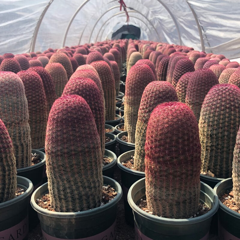 流彗无刺仙人掌红太阳实生仙人球盆栽开花植物仙人掌科不扎人多肉绿植