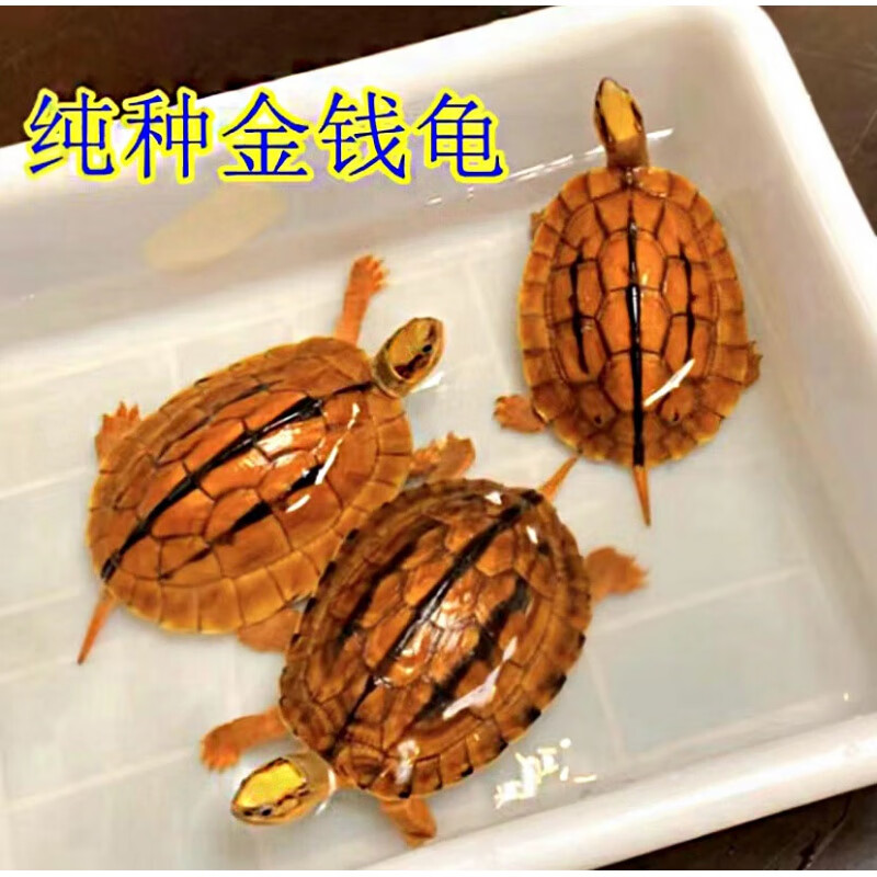 正宗纯种南石金钱稀有龟海南黄金龟镇宅家养活体宠物观赏龟 3-4厘米石
